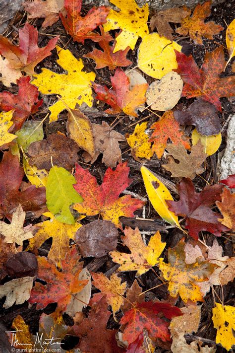 Bing Images Fall Leaves