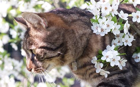 Spring Cat Wallpapers And Images Wallpapers Pictures