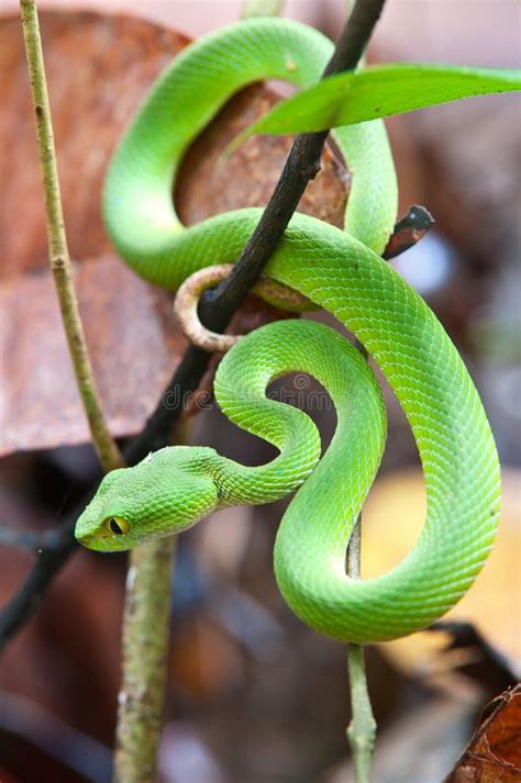 Snake Green Pit Viper Stock Photo Image Of Snake Viper 21579236