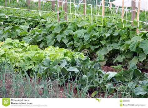 R/gardening is a place for the best guides, pictures, and discussions of all things related to plants and their care. A Vegetable Garden Royalty Free Stock Images - Image: 9586289