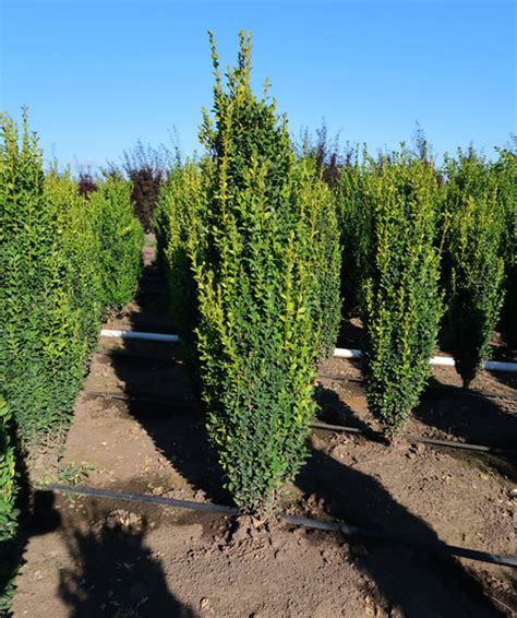 Buxus Sempervirens Fastigiata