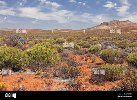 Landscape Of Succulent Karoo Veldt Habitat Near Springbok