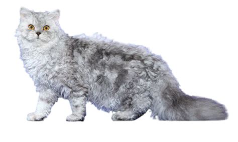 Selkirk Rex Cat Breed Info Size Price Height Petlur