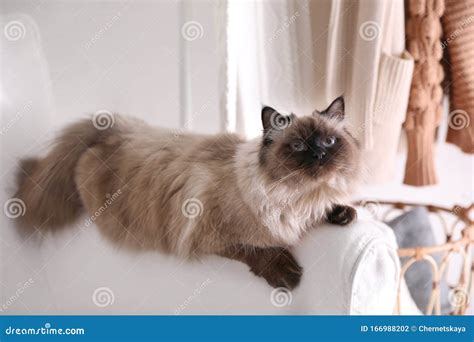 Cute Balinese Cat On Armchair Fluffy Pet Stock Photo Image Of Funny
