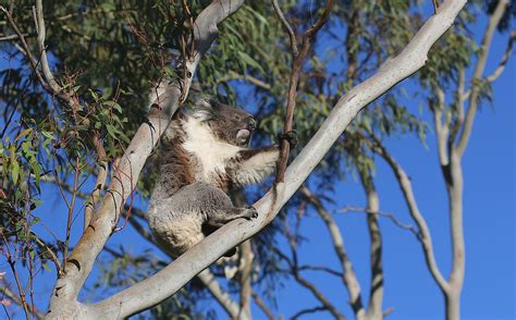The Legend Of The Australian Drop Bear Where Did It Come From