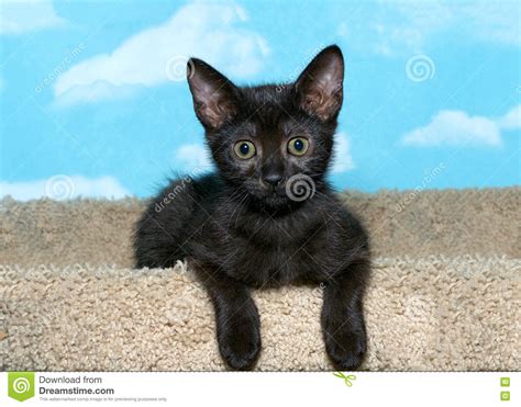 Black Kitten On Carpet Post Looking At Camera Stock Photo Image Of