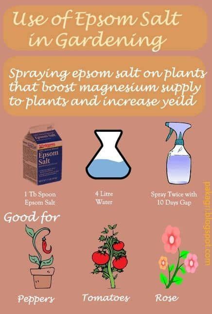 12 Best How To Use Epsom Salt To Grow Roses Images Epsom Salt