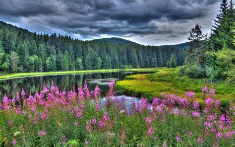 Wallpaper Pink Flowers Trees River Summer 1920x1200 Hd Picture Image
