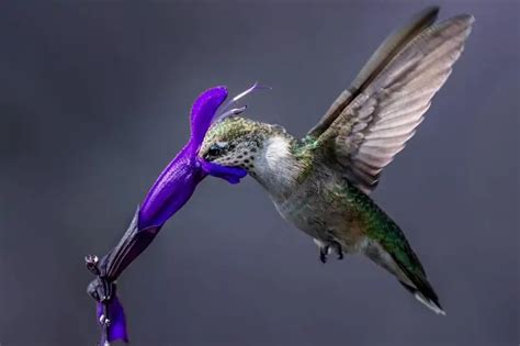 9 Hummingbirds In Utah Common And Rare Bird Feeder Hub