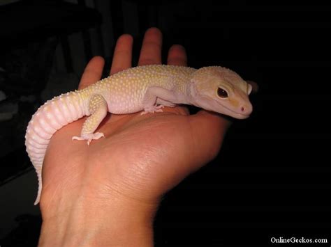 This trait originated in tremper albinos and is usually not used for the other. OnlineGeckos.com - News Archive - Leopard Geckos For Sale ...