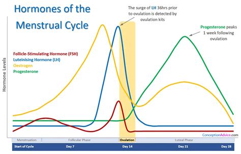 Hormone Levels During Menstrual Cycle Chart