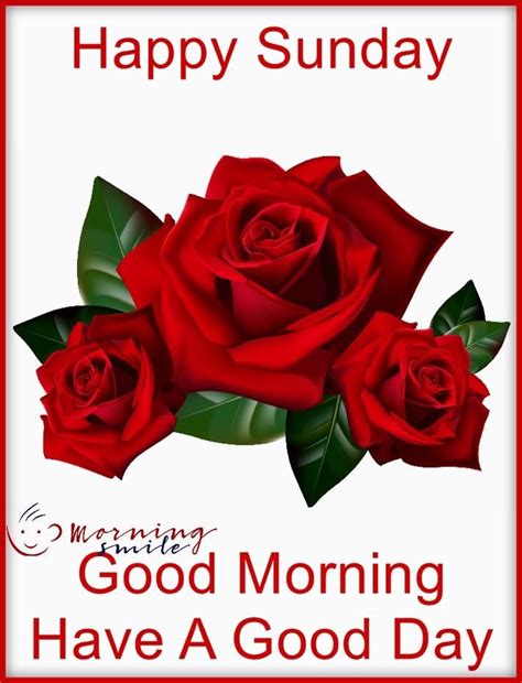 3 Red Rose Good Morning Sunday Wish Pictures Photos And Images For