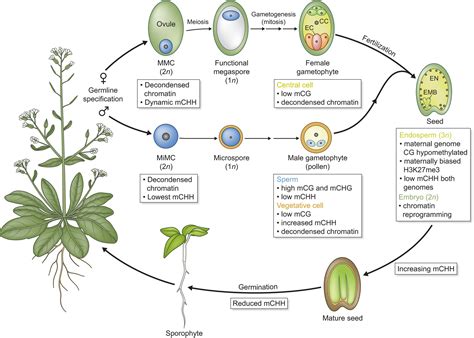 Epigenetic Dynamics During Flowering Plant Reproduction Evidence For