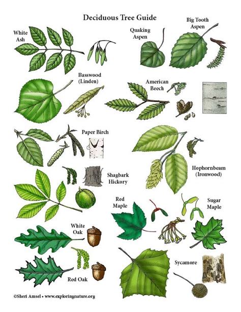 Deciduous Tree Guide Tree Leaf Identification Deciduous Trees Leaf Identification