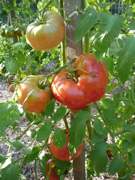 How To Grow The Classic Mortgage Lifter Tomato Pith Vigor By