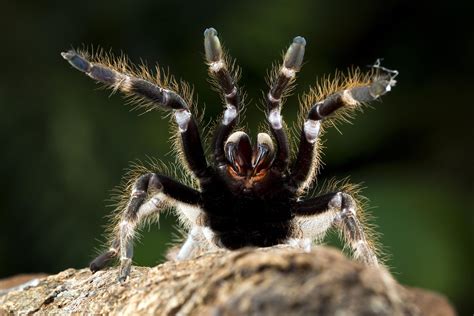 A New Species Was Discovered In Miami, And This Time It's A Spider ...