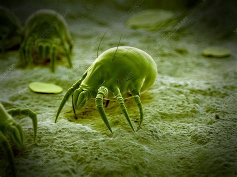 Dust Mite Stock Image F0158133 Science Photo Library