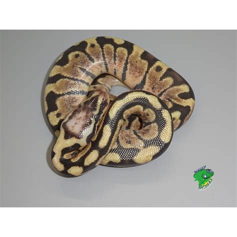 Woma Pastel Ball Python Hatchling Strictly Reptiles Inc