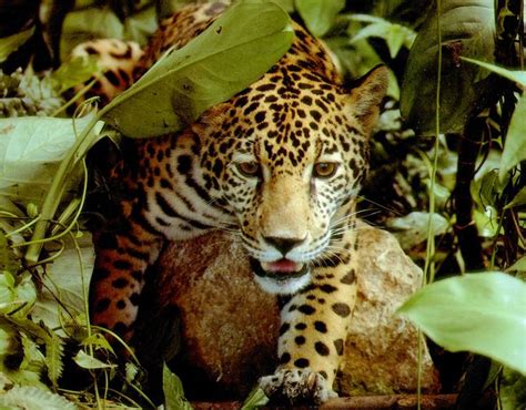 Tropical Rainforest Animals And Plants The Jaguars Of