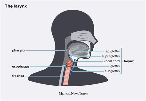 Updated Learning Pharynx And Larynx Diagram
