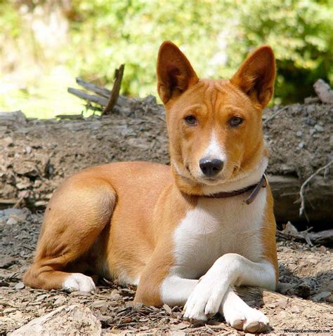 Basenji Puppies Rescue Pictures Information Temperament