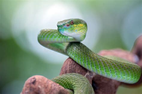 White Lipped Island Pit Viper On A Tree Branch Stock Photo Image Of