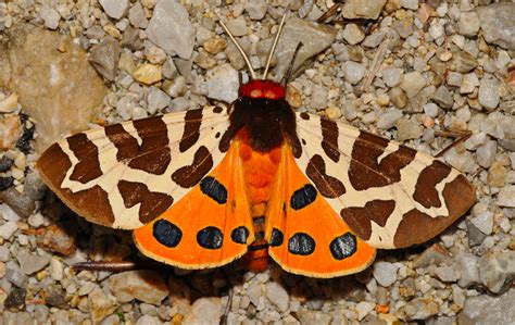 british day flying moths identification guide fsc moths guide ubicaciondepersonas cdmx gob mx