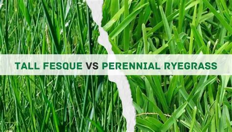 Tall Fescue Vs Perennial Ryegrass Main Differences And Which Is The Best