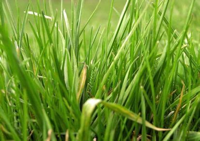 The easiest way for new grass to die is to not water it adequately. How to Restore St. Augustine Grass | Lawn and garden, St ...