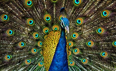 Everything You Need To Know About Pet Peacocks Most Beautiful Animals