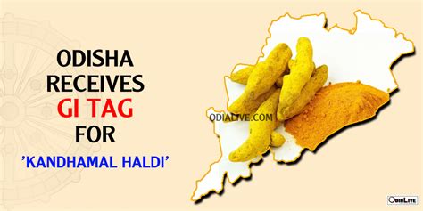 Odisha Receives Gi Tag For Kandhamal Haldi Odialive