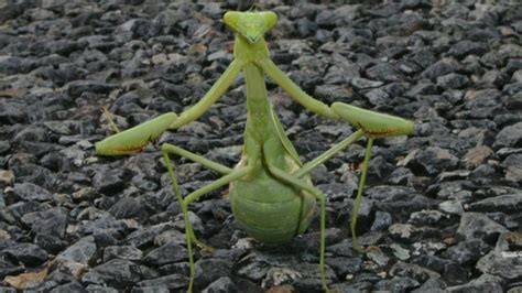 Praying Mantis A Fascinating And Beneficial Insect