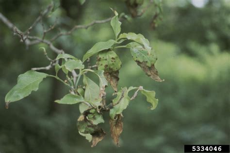 Dogwood Anthracnose Discula Destructiva On Flowering Dogwood Cornus