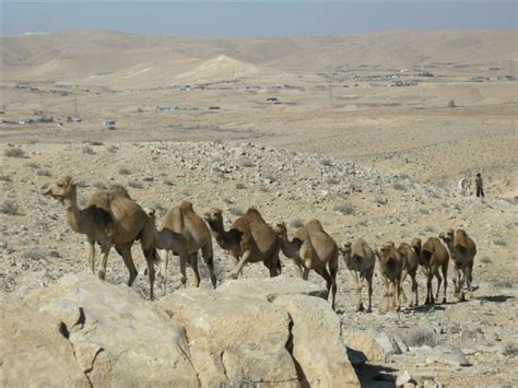 This richly illustrated study explains this anomaly. פורטל הדף היומי: גמל - "והקיפוה בגמלין" (עירובין טו ע"ב ...