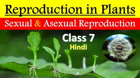Reproduction In Plants In Hindi Sexual And Asexual Reproduction In