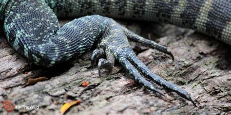 We source members from all over east gippsland including bairnsdale, lakes entrance. 5 Fun Facts: Gippsland Water Dragon | Echidna Walkabout ...