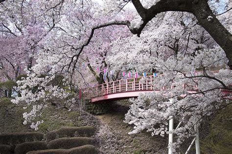 伊那市の三峰川、伊那公園、春日城址公園、六道の堤、高遠城址公園で満開の桜を撮影しました 宮下一郎 ブログサイト