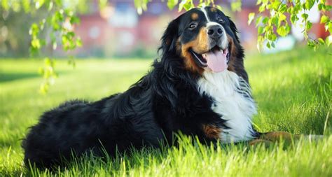 Bernese Mountain Dog Breed Facts Temperament And Care Info