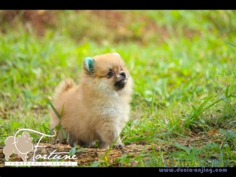 Dunia Anjing | Jual Anjing Pomeranian - Super Mini Pom Female