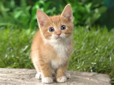 Best cat wallpaper, desktop background for any computer, laptop, tablet and phone. Cat Pictures - Kids Search