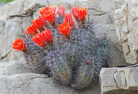 The local nurseries i have tried recently have only a few varieties. Echinocereus coccineus Calflora