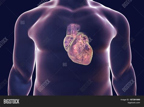 Human Heart Heart Image And Photo Free Trial Bigstock