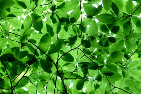 Canopy Of Leaves Free Photo Download Freeimages