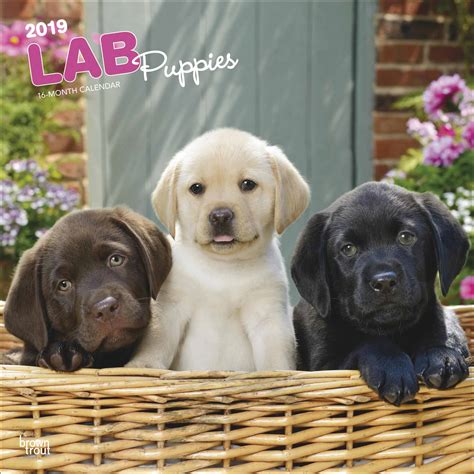 Kat loves puppies and makes sure each dog gets a healthy dose of love and affection every day. Labrador Retriever Puppies Calendar 2019 - Calendar Club UK