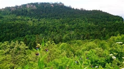 View On Mountain Covered With Forest Stock Photo Image Of Green