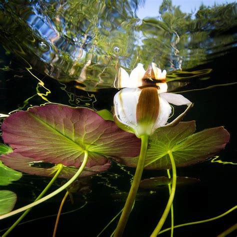 Socialfoto Water Lilies Lily Pond Plants