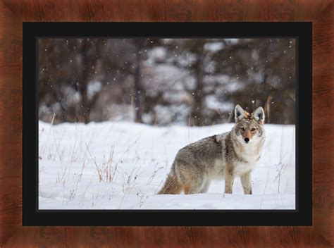 Coyote Standing In Falling Snow Fine Art Wildlife Photo Photos By