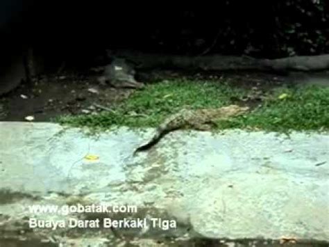 We did not find results for: Gambar Lucu Buaya Darat