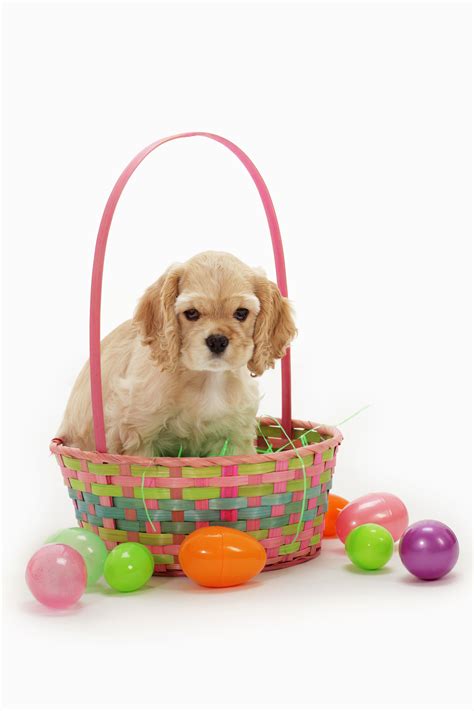 25 Easter Dog And Puppy Pictures To Make You Smile Dogtime Easter Dog
