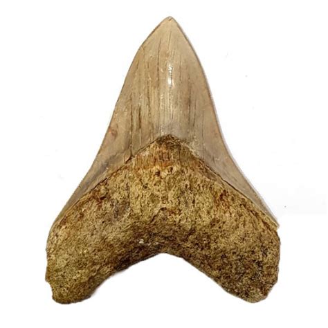 Otodus Megalodon Carcharodon Megalodon Megaselachus Indonesia